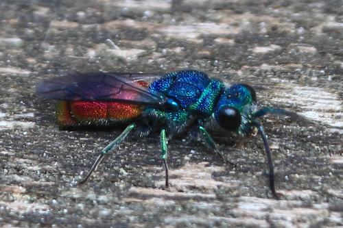 Chrysis (ignita)